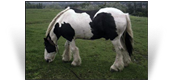 The Coal Horse